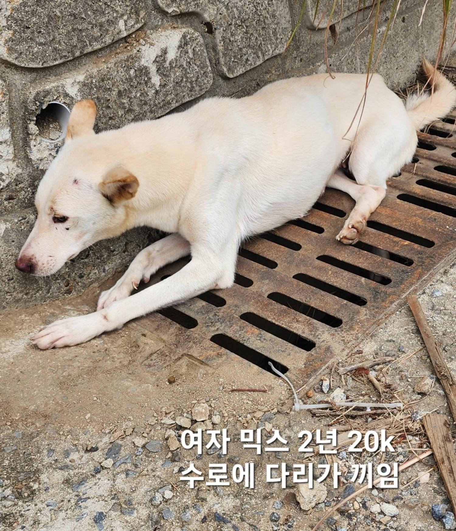 믹스견 이미지 파일 입니다.